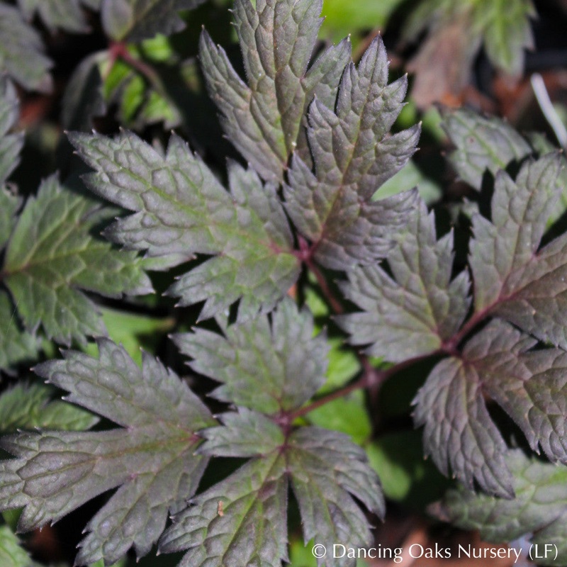Actaea ‘Chocoholic’ PP24,821 (syn. Cimicifuga), Bugbane or Snakeroot