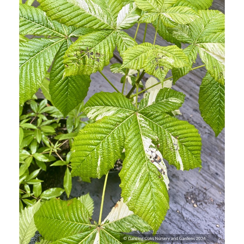 Aesculus hippocastanum ‘Variegata’, Variegated European Horse Chestnut