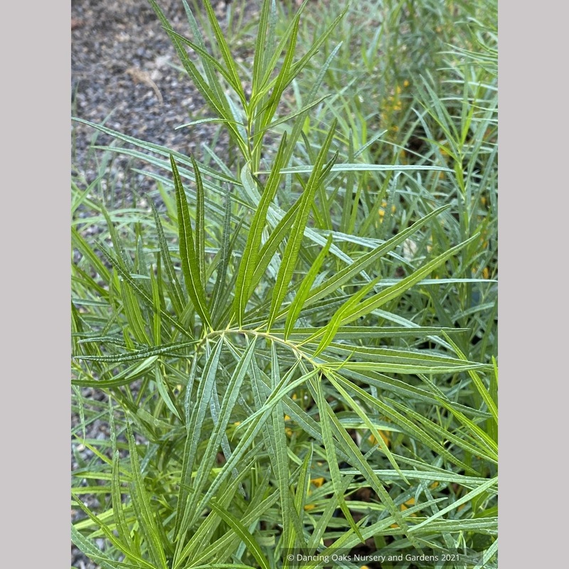 Amsonia ciliata ‘Halfway To Arkansas’, Fringed Blue star
