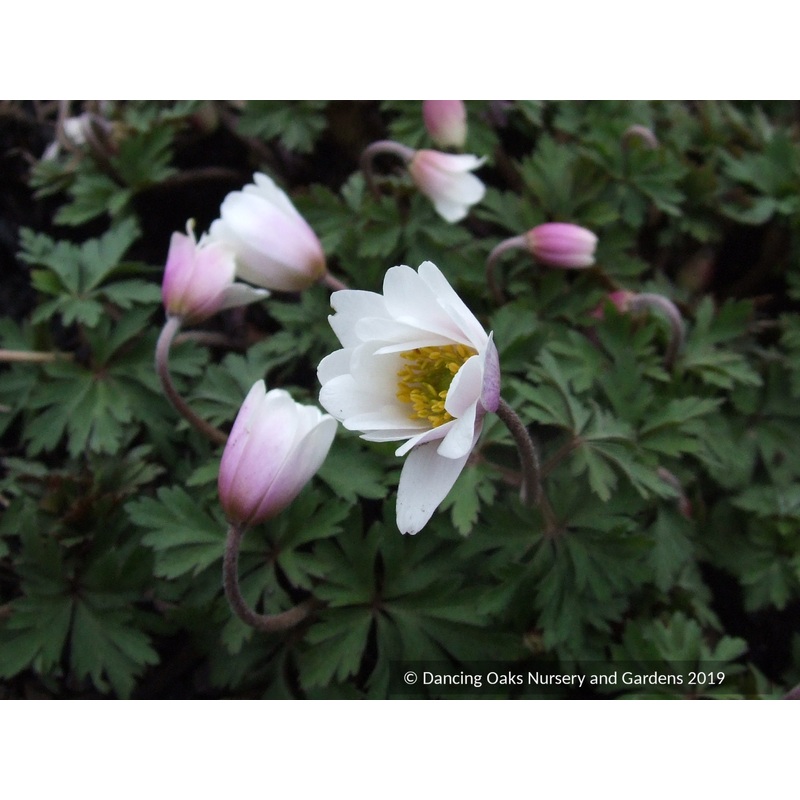 Anemone blanda ‘White Splendour’, Grecian Windflower