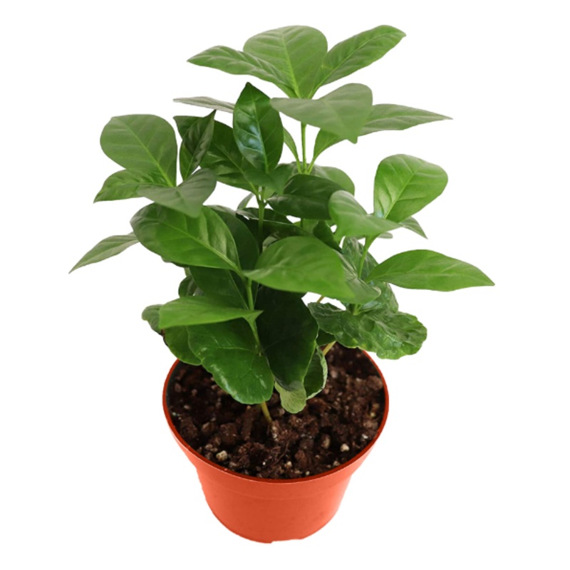 Arabica Coffee|3″ Pot|4″ Pot