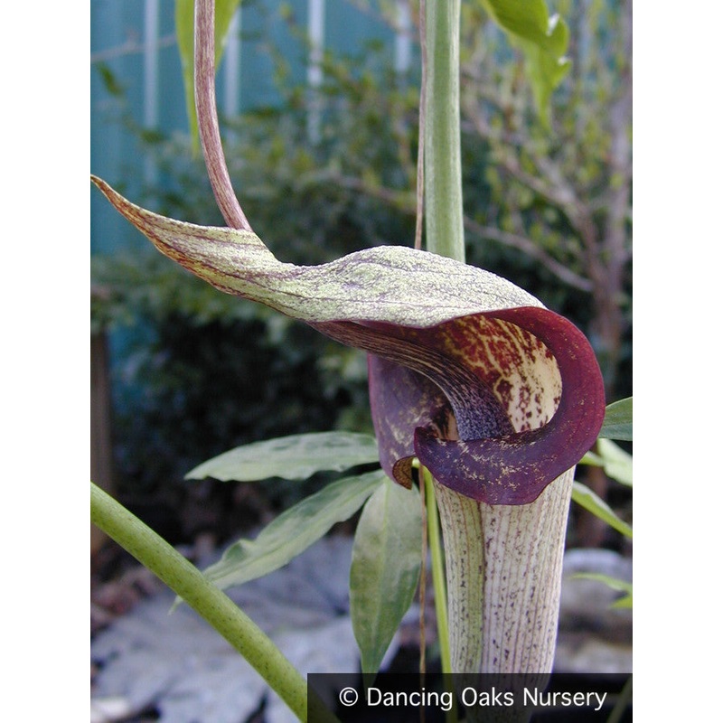 Arisaema thunbergii ssp. urashima, Japanese Cobra Lily