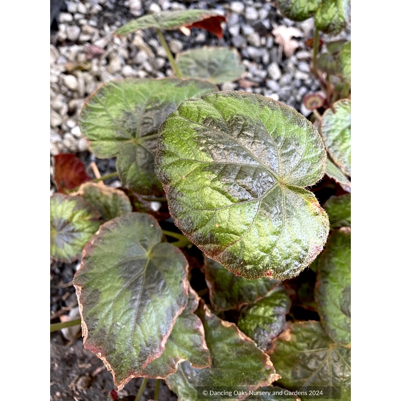 Begonia thomsonii, begonia|.75 qt