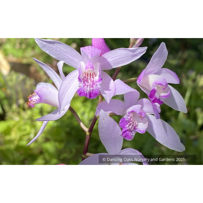 Bletilla striata x formosana ‘Sweet Lips’, Hardy Ground Orchid