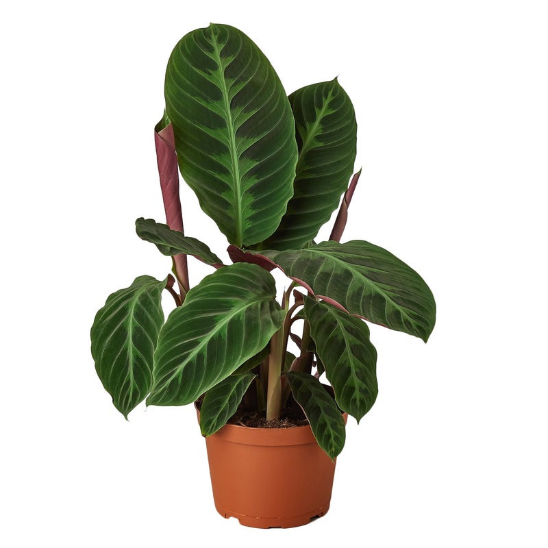 Calathea ‘Warscewiczii’ – 6 Pot