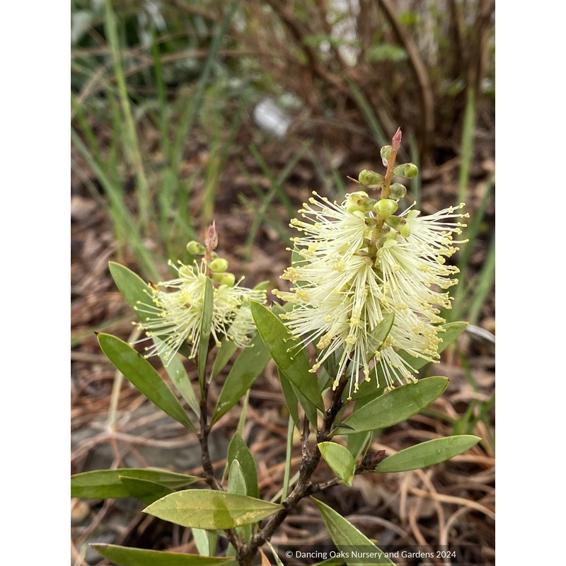 Callistemon pallidus [Penstock Lagoon, Tasmania  1,100 m], Bottlebrush