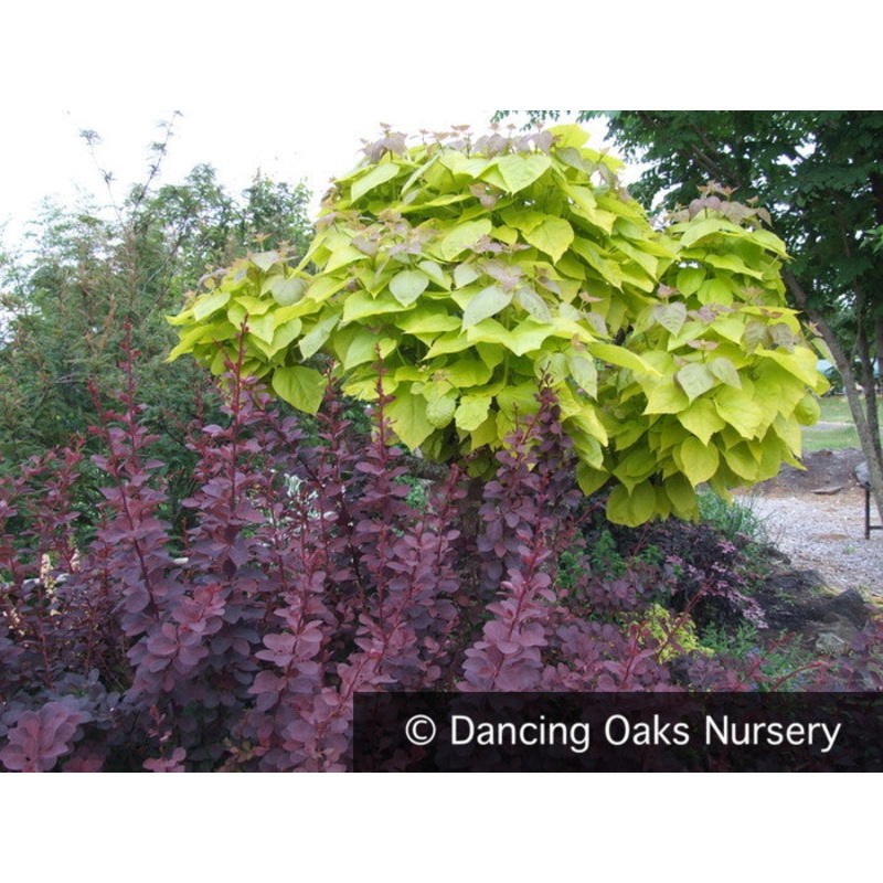 Catalpa bignonioides ‘Aurea’, Golden Bean Tree