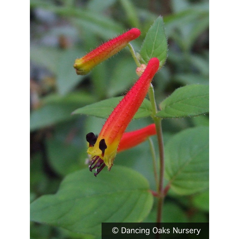 Cuphea cyanea, Cigar Flower|.67 qt