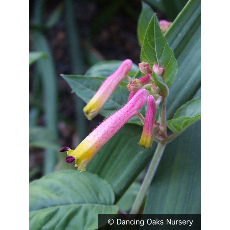 Cuphea cyanea v. hirtella, Cigar plant