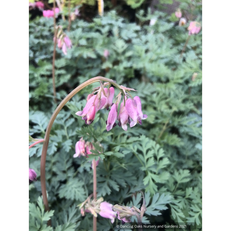 Dicentra formosa ‘Spring Magic’, Bleeding Heart