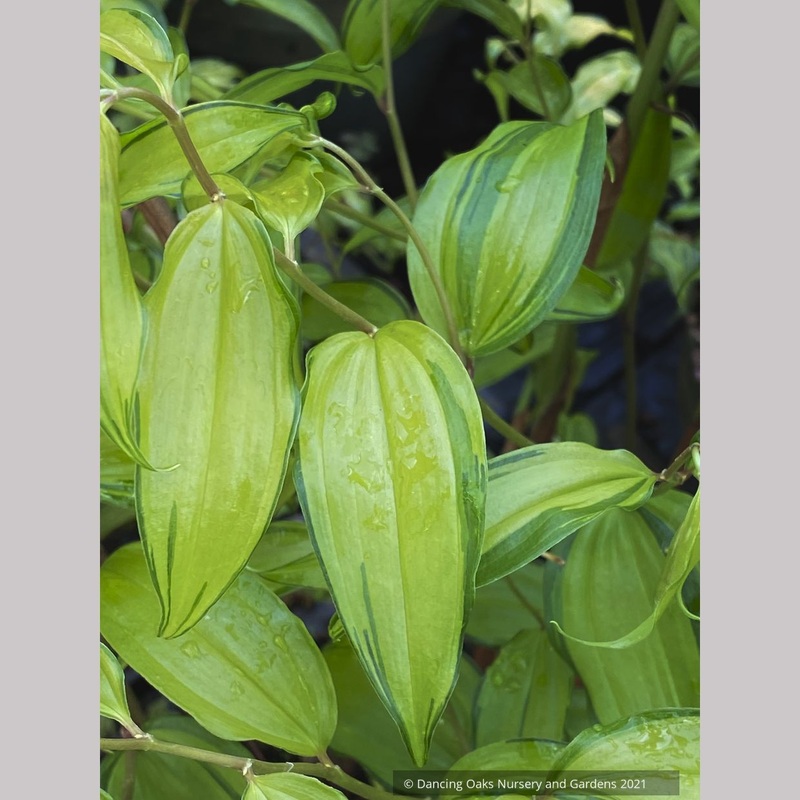 Disporum cantoniense ‘Golden Temple’, Fairy Bells