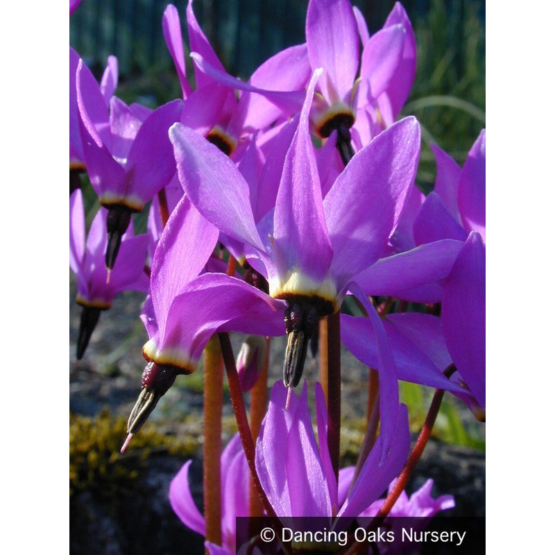 Dodecatheon hendersonii, Shooting Stars
