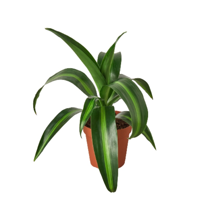 Dracaena ‘Massangeana’ – 4 Pot