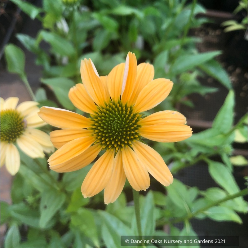 Echinacea purpurea ‘Mellow Yellows’, Coneflower
