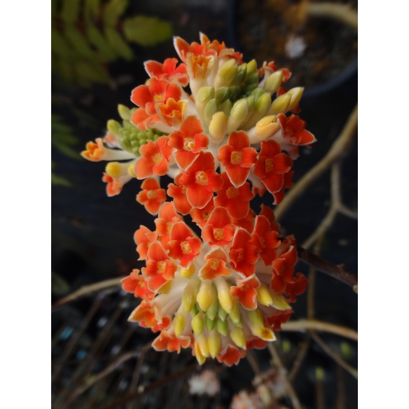 Edgeworthia chrysantha ‘Red Dragon’ [syn. Akebono], Paper Bush