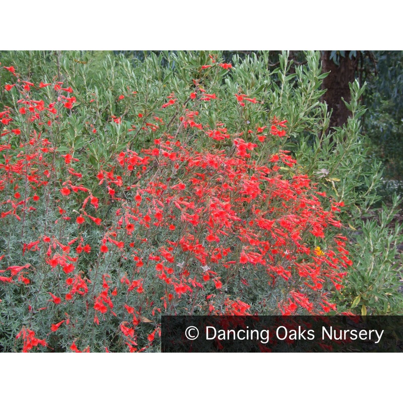 Epilobium (syn. Zauschneria) canum ‘Bowman #1’, California Fuchsia or Hummingbird Trumpet