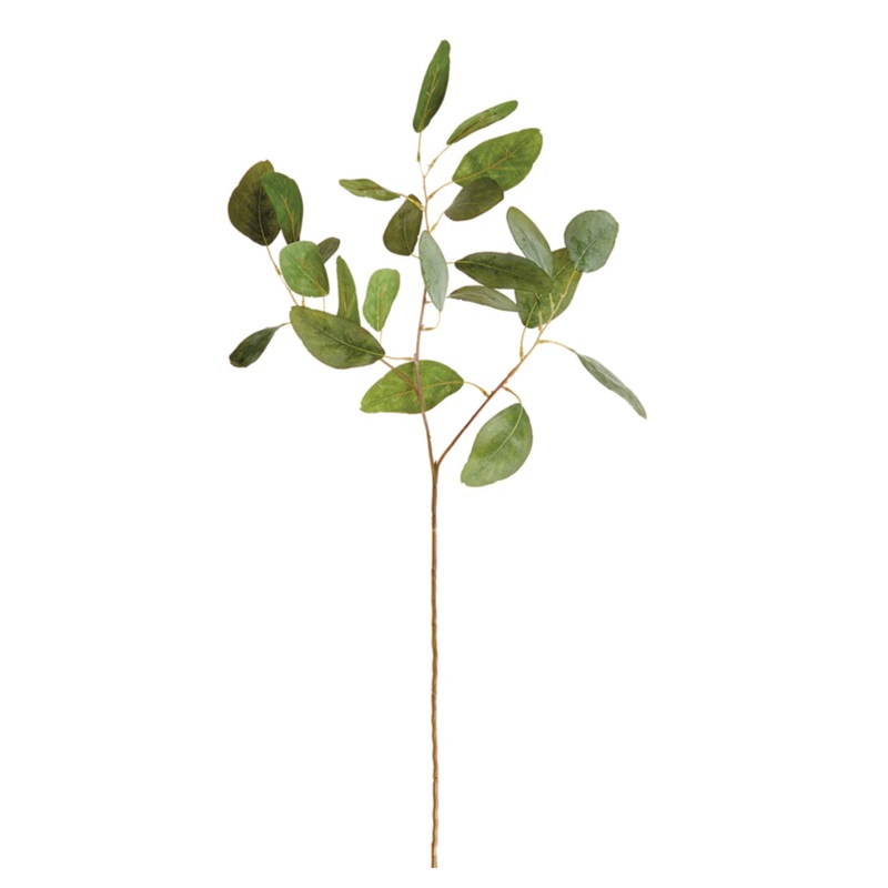 Eucalyptus Stem 24