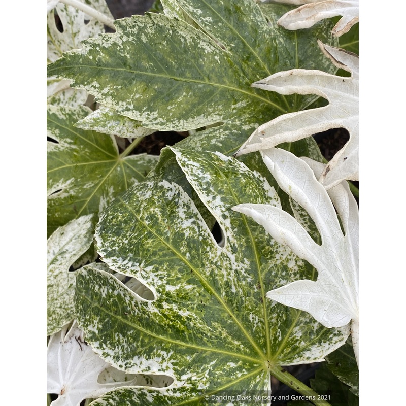Fatsia japonica ‘Spider’s Web’, Speckled Japanese Aralia