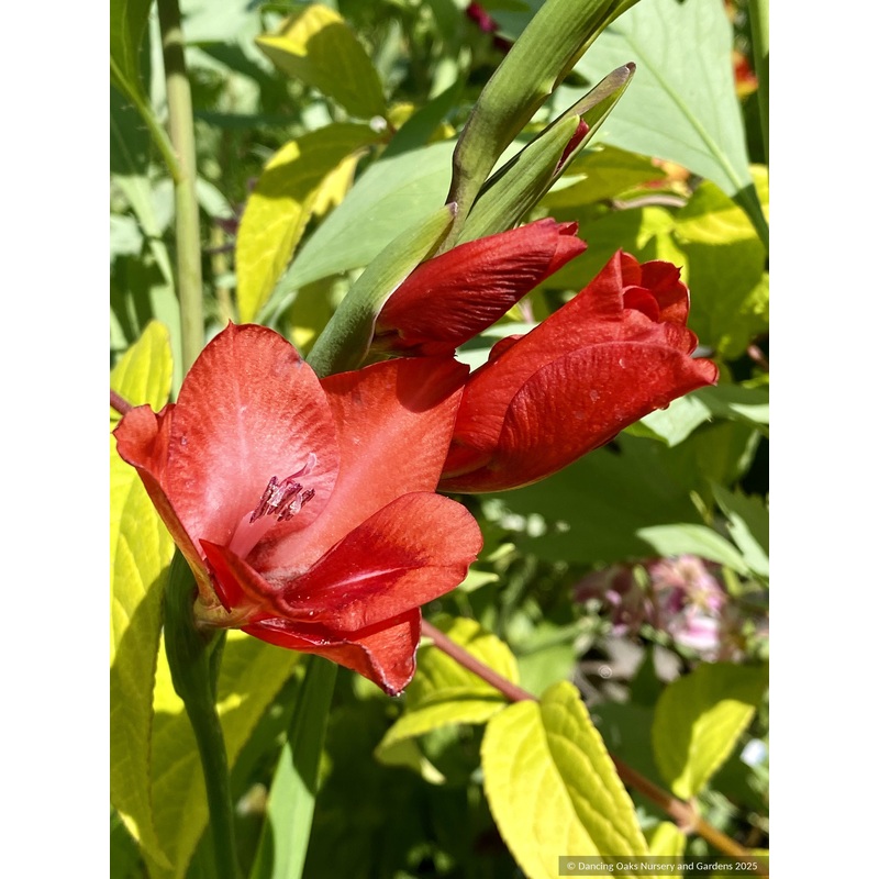 Gladiolus flanaganii, Suicide Lily
