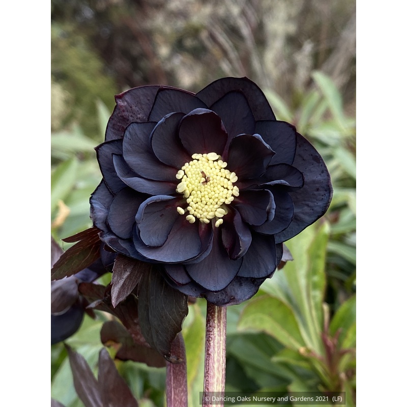 Helleborus Wedding Party Series ‘Dark and Handsome’, Lenten Rose, Hellebore
