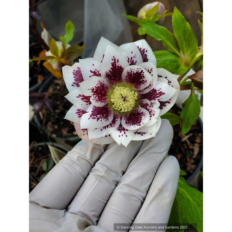 Helleborus Wedding Party Series  ‘Shotgun Wedding’, Lenten Rose, Hybrid Hellebore