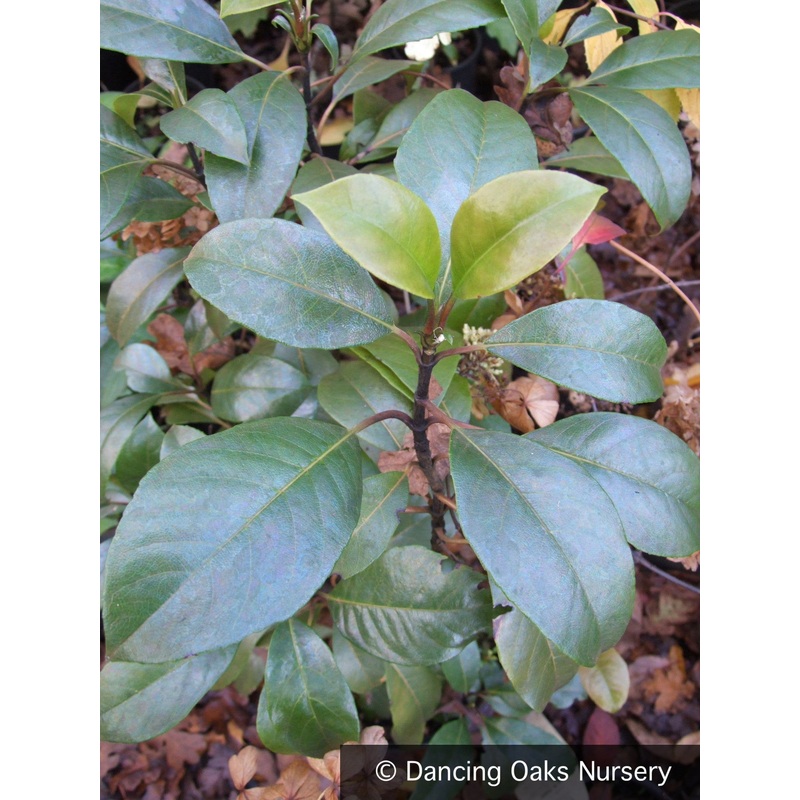 Hydrangea seemanii, Evergreen Climbing Hydrangea