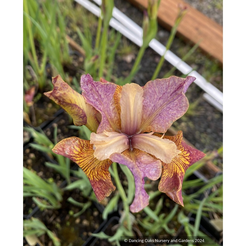 Iris siberica ‘Paprikash’, Paprikash Siberian Iris (Peacock Butterfly series)