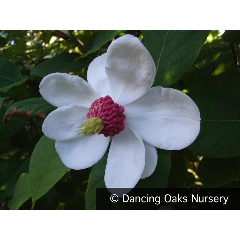 Magnolia sieboldii, Oyama Magnolia