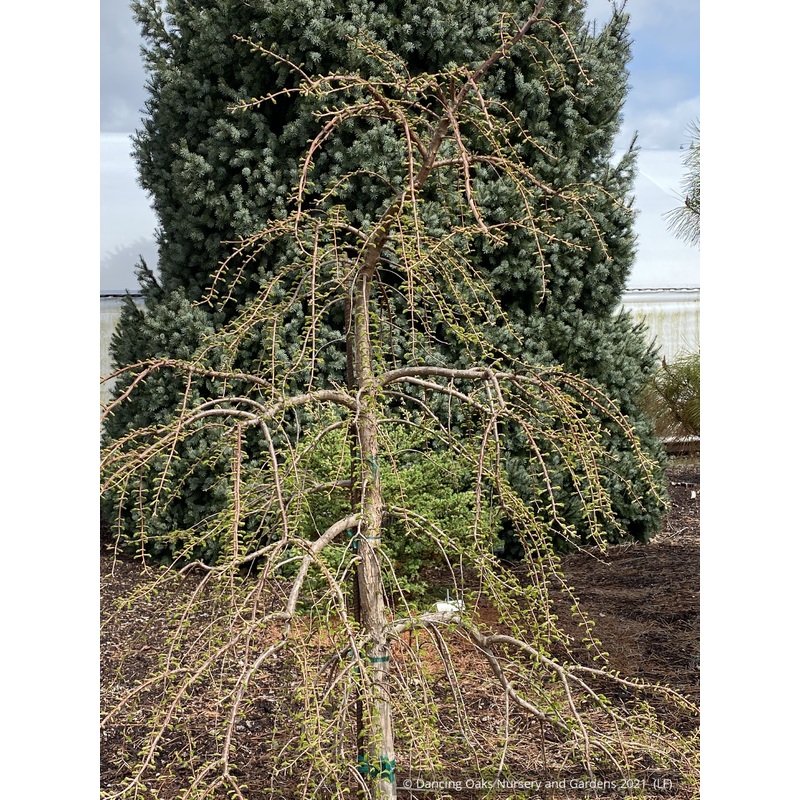 Metasequoia glyptostroboides ‘Bonsai’, Dwarf Dawn Redwood