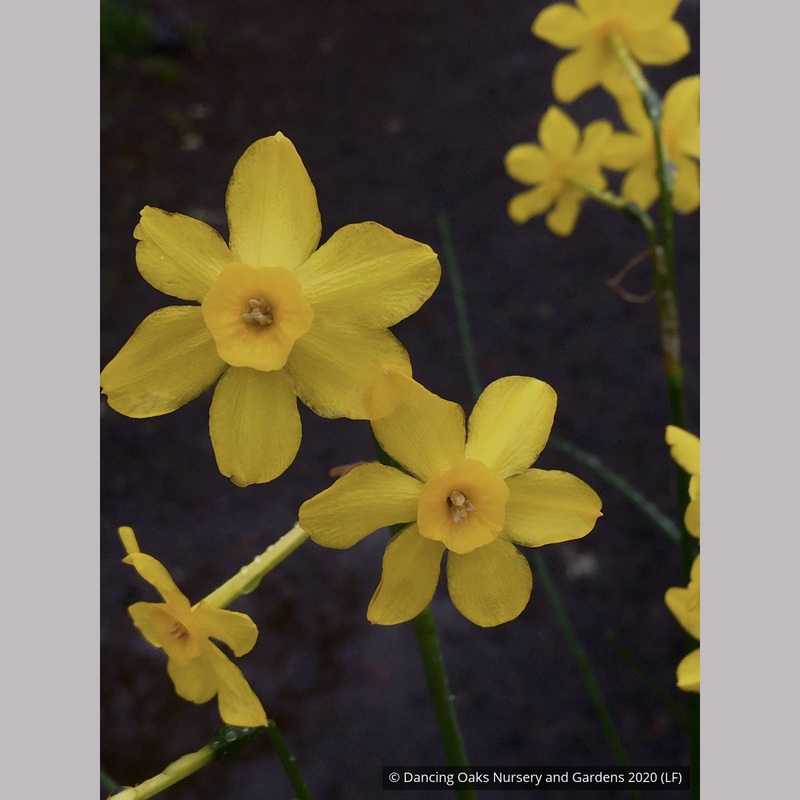 Narcissus ‘Baby Moon’, Mini Daffodil