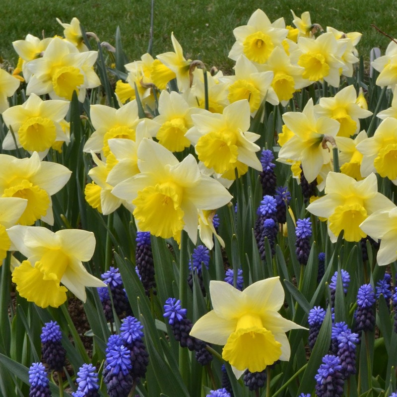 Narcissus ‘Cornish King’, Trumpet Daffodil