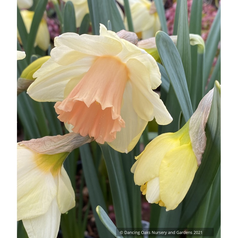 Narcissus ‘Lorikeet’, Trumpet Daffodil