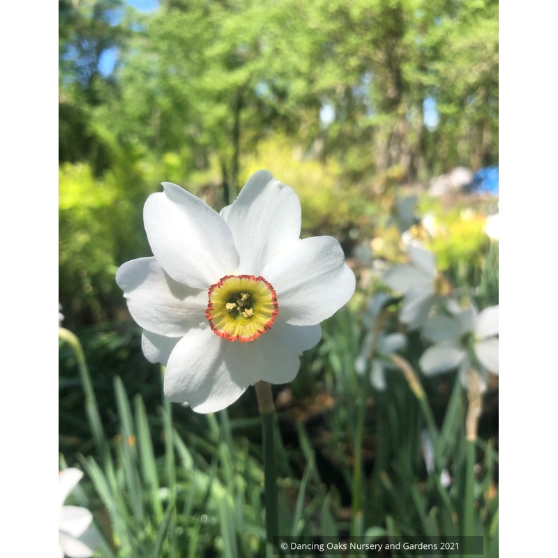 Narcissus poeticus var. recurvus, Pheasant’s Eye Daffodil or Poet’s Daffodil