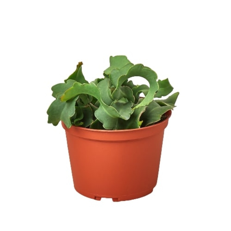 Orchid Cactus ‘Curly Sue’ – 6 Pot