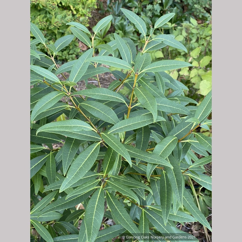 Osmanthus decorus (syn. Phillyrea decora)