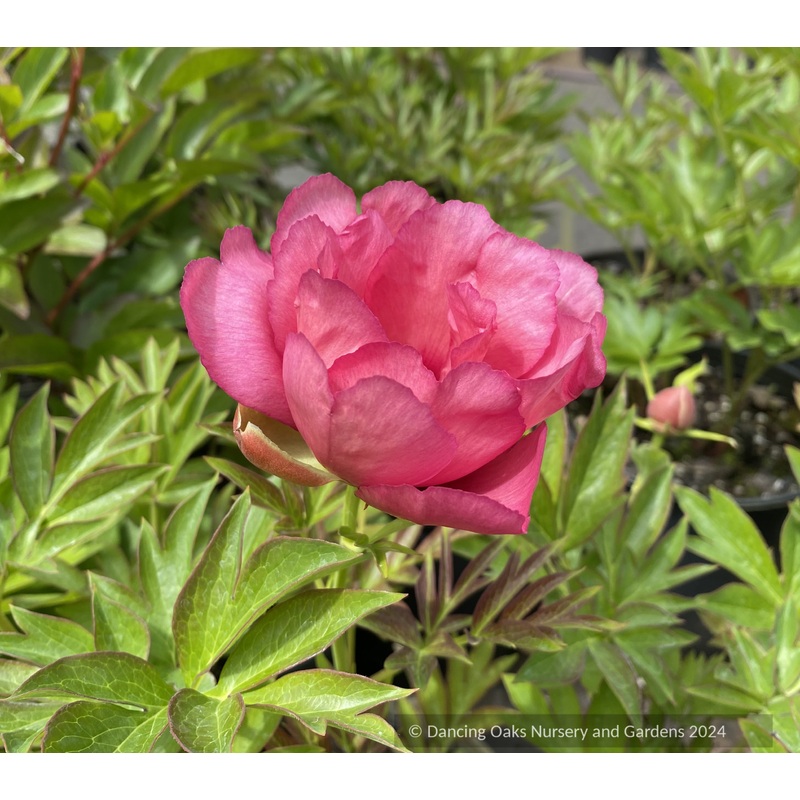 Paeonia ‘Old Rose Dandy’, Intersectional or Itoh Peony