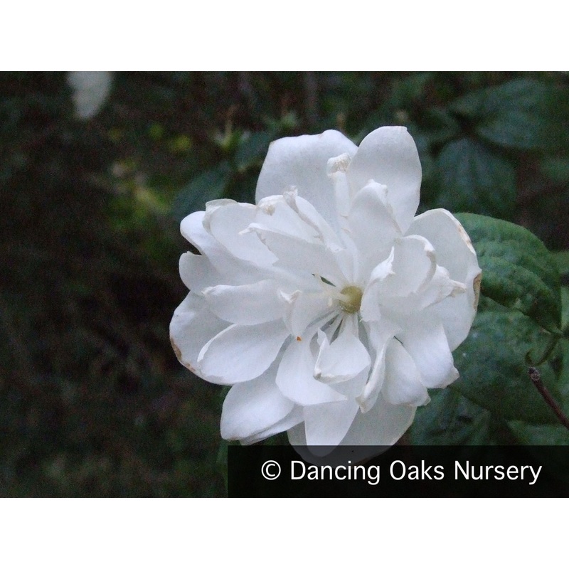 Philadelphus ‘Virginal’, Mock Orange