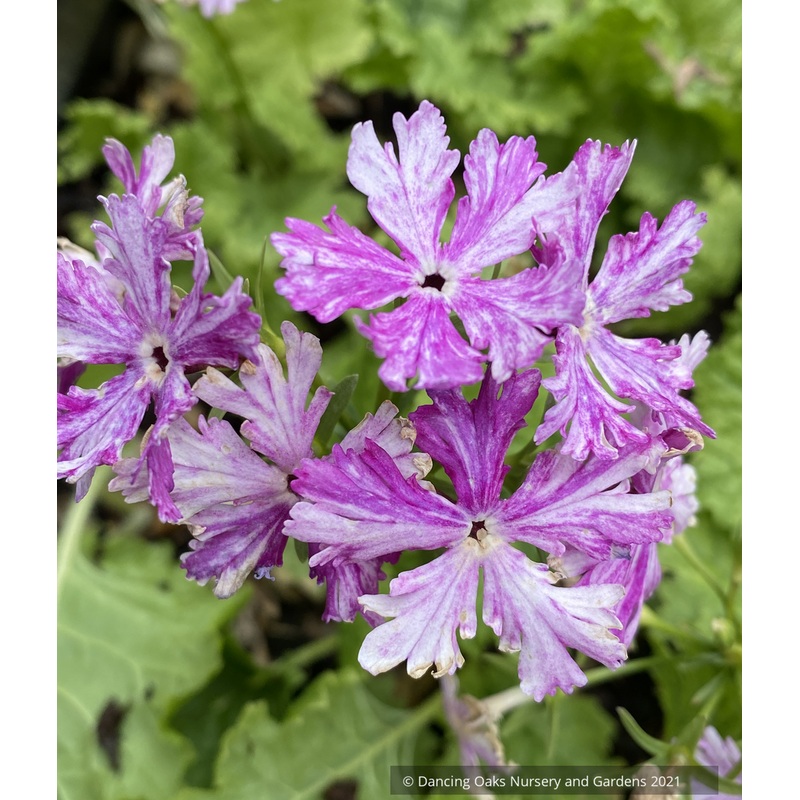 Primula sieboldii ‘Momiji Bashi’, Japanese Primrose