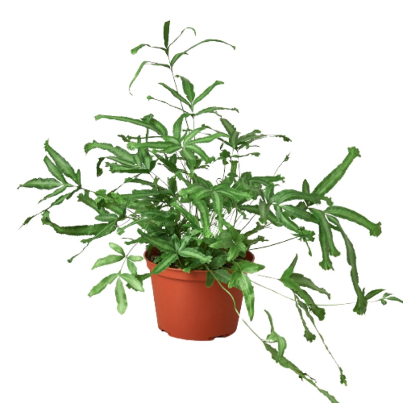 Pteris Cretica ‘Mayi’ Fern – 6 Pot