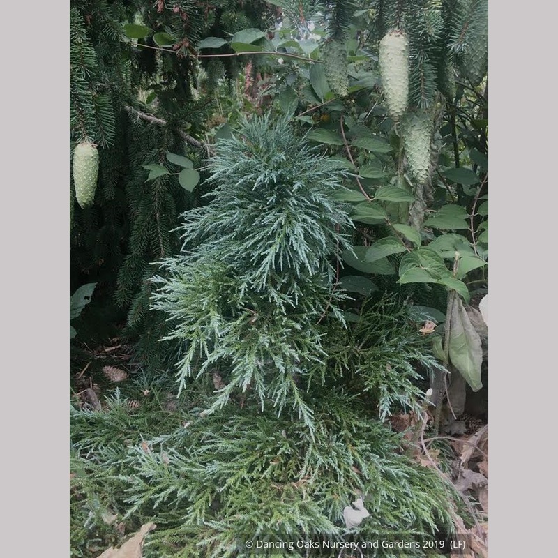 Sequoiadendron gigantea ‘Little Stan’, Dwarf Giant Redwood
