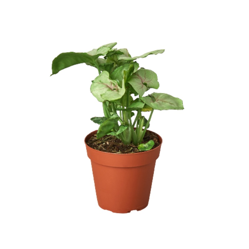 Syngonium Roxanna|4″ Pot