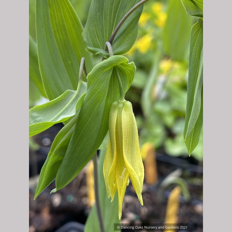 Uvularia perfoliata, Perfoliate Bellwort