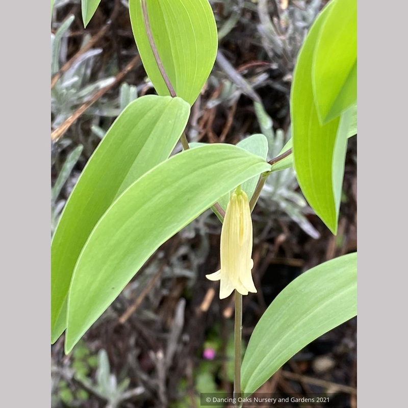 Uvularia sessilifolia ‘Little Merrybells’