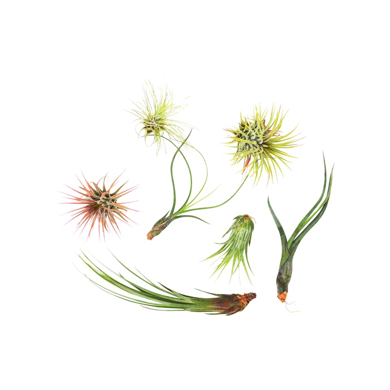 7 Air Plant Variety Pack – Tillandsias