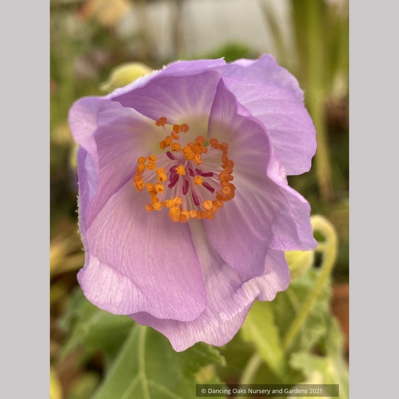 Abutilon vitifolium seedling, Flowering Maple