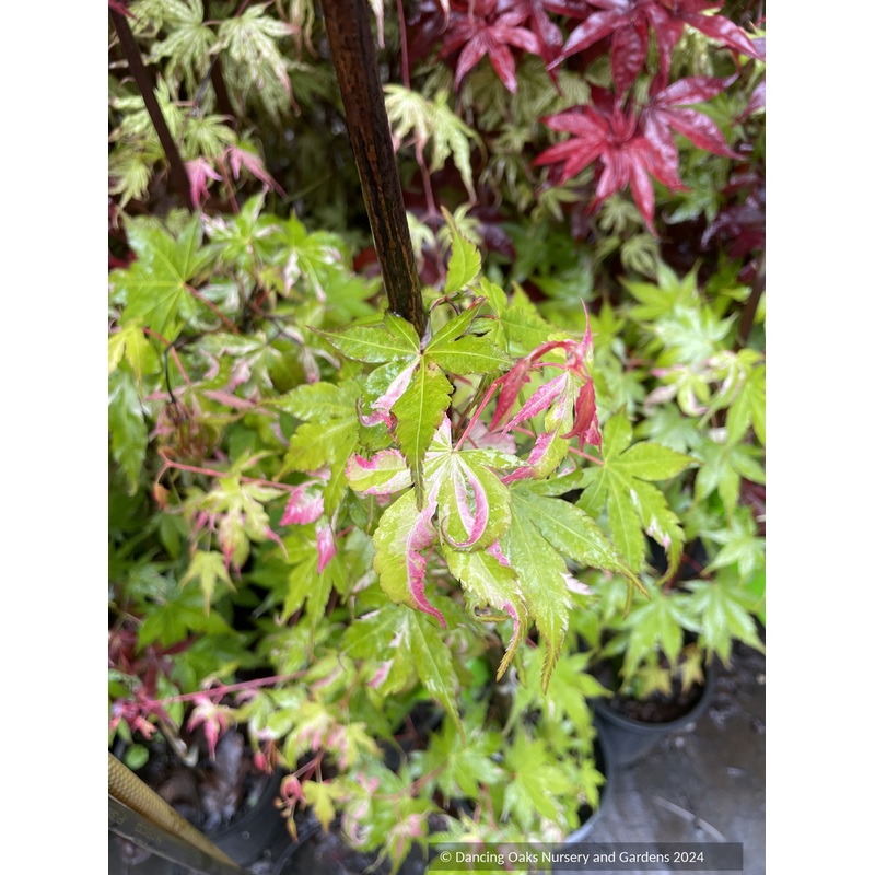 Acer palmatum ‘Cotton Candy’, Pink Variegated Japanese Maple