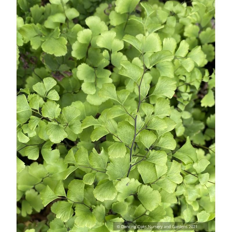 Adiantum jordanii, California Maidenhair Fern