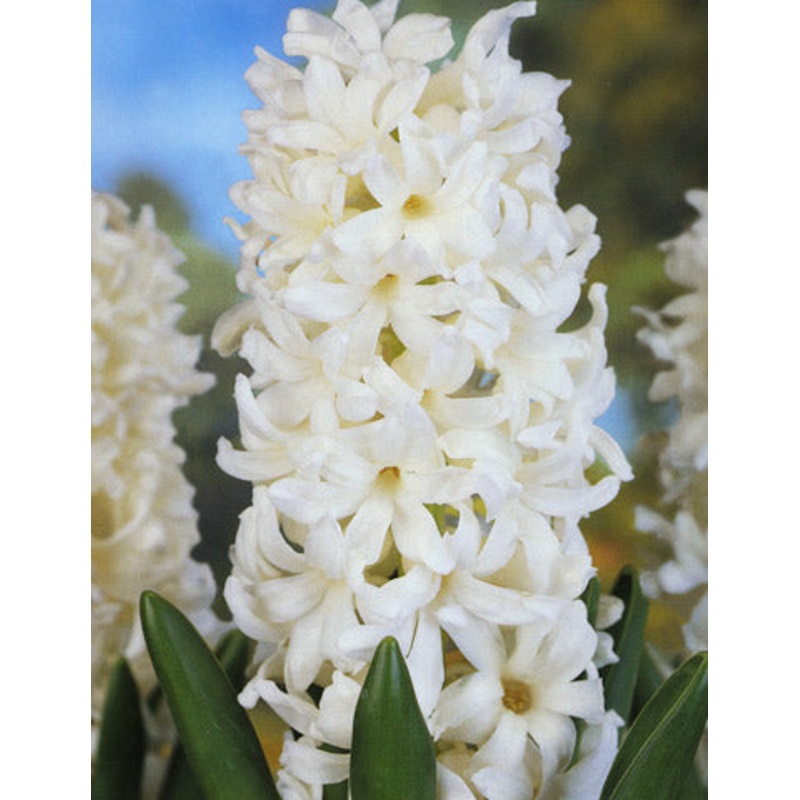 Aiolos Hyacinth Bulbs|5-pack