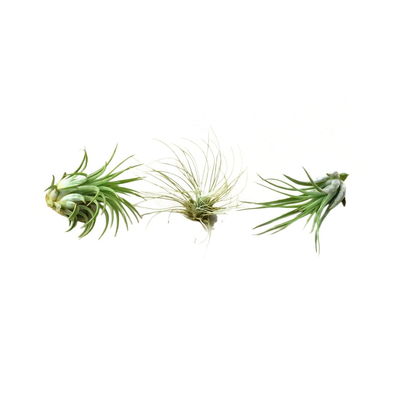 Air Plant 3 Pack – Three Air Plant Varieties – 2-3 Large