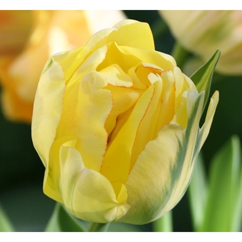 Akebono Tulip Bulbs|20-pack